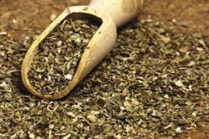 Oregano galeria