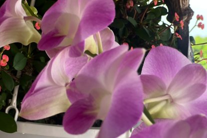 WhatsApp Image 2025-07-05 at 2.29.59 PM (1)