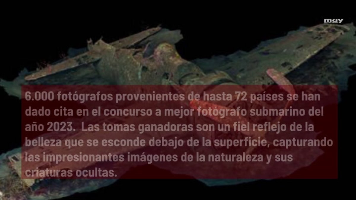 Las Fotos Submarinas Más Impresionantes Del Año