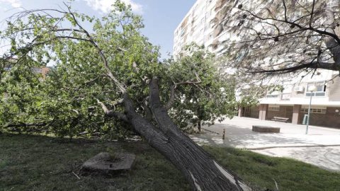Arbol caído
