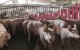 El número de cerdos crece en España a lomos de las exportaciones de carne porcina