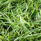 Pandan