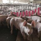 El número de cerdos crece en España a lomos de las exportaciones de carne porcina