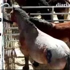 38a edició de la Fira concurs d'Andorra la Vella