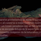 Las Fotos Submarinas Más Impresionantes Del Año