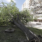 Arbol caído