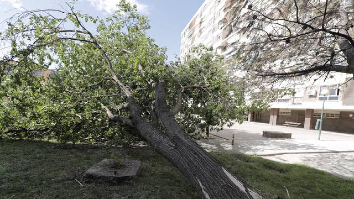 Arbol caído