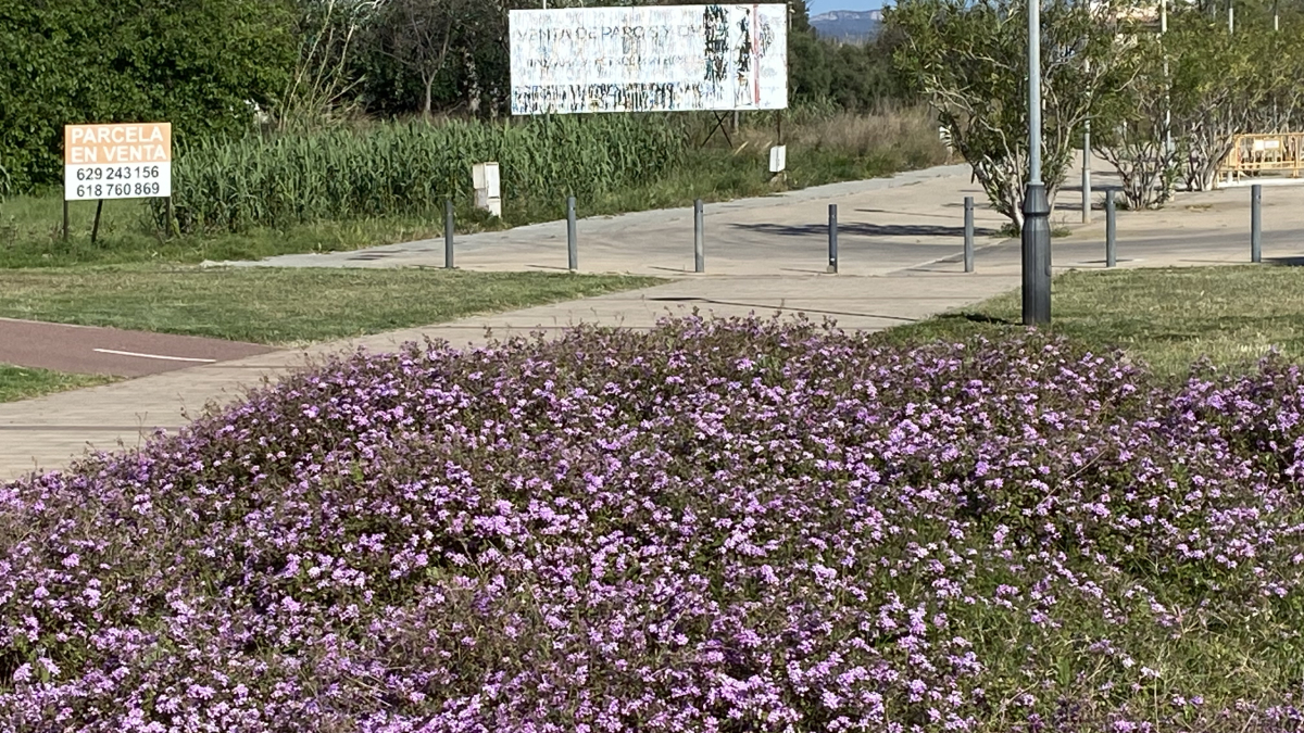 Flores