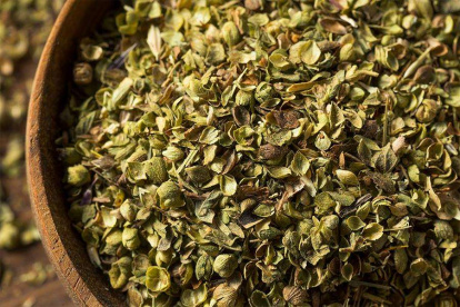 Oregano galeria